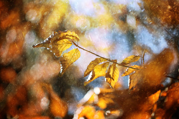 Magical rainy autumn beech tree branch with colorful autumn leaves at sunny light. Rainy and sunny autumn season leaves background. Selective focus used.
