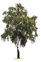 Fototapeta premium Brzozy drzewo odizolowywający