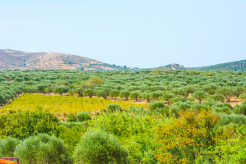 Fototapeta na wymiar Olive Fields Landscape