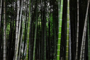 Bamboo grove outdoors