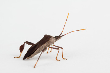 Leaf-footed bug on white paper. Insect close up