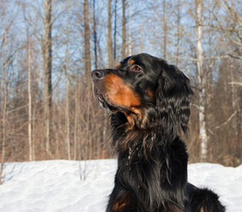  Setter Gordon portret © annatronova