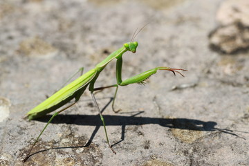 Gottesanbeterin mit Schatten