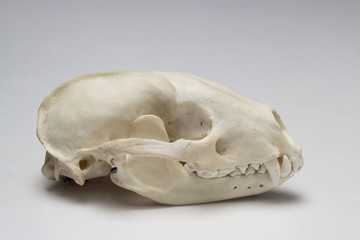 Skull from a badger
