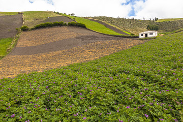 potatoes cultivated fields