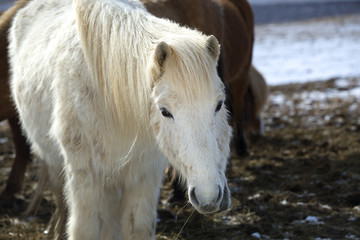 Portrait of a white Icelandic horse in winter landscape