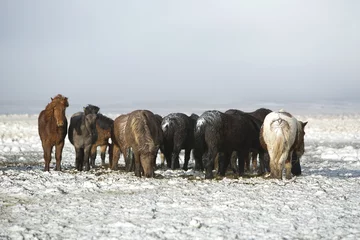 Fotobehang Herd of Icelandic horses after snow storm © BirgitKorber