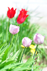 Purple and red tulips