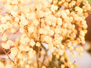 Retro looking Mimosa flower