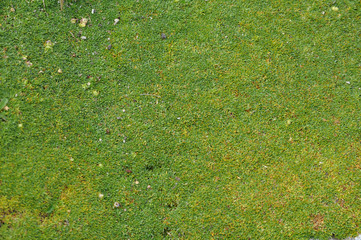 Moss Campion (Silene Acaulis) flower