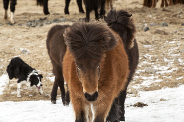 Icelandic horses on a meadow