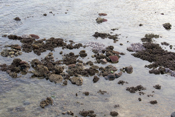 Coral reef in low tide