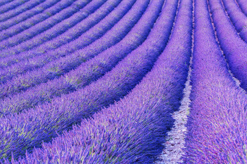 Plakat Detail of a beautiful lavender filed in Provence, France 