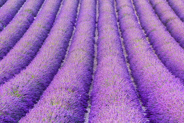 Naklejka na ściany i meble Detail of a beautiful lavender filed in Provence, France 