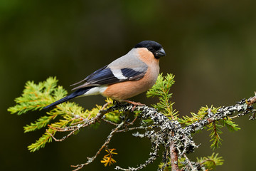 Female bullfinch