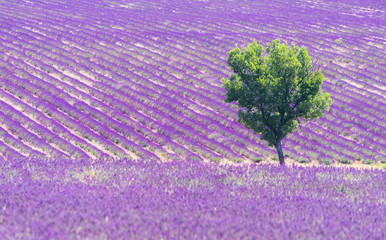 Detail of a beautiful lavender filed in Provence, France 