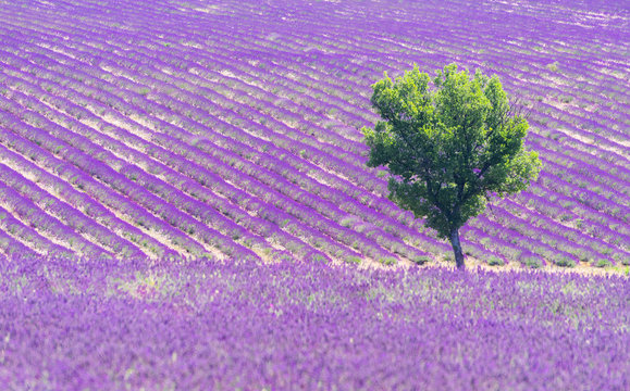 Detail of a beautiful lavender filed in Provence, France © Fyle