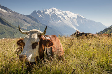 vache dans les alpes