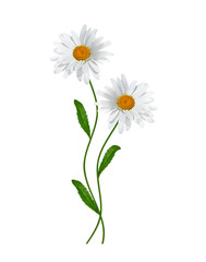 daisies summer white flower isolated on white background