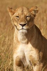 Fototapeta na wymiar Portrait of lioness