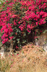 Dry grass and flowers.