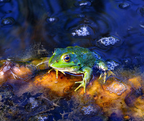 Green frog on green leaves on the lake