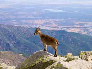 Cabra posando. Cabra sobre roca con llanura al fondo