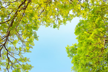 green leaves on the tree and sky