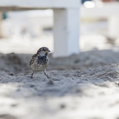 Little sparrow stand on beach sand