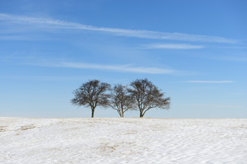 Three Trees in Snow Covered Field on Sunny Day