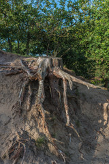 Tree roots from a felled tree in a sand hill