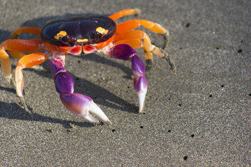  Halloween Crab