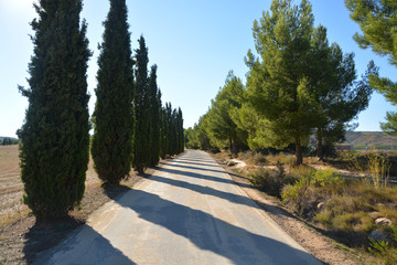 camino entre la sombra de los arboles
