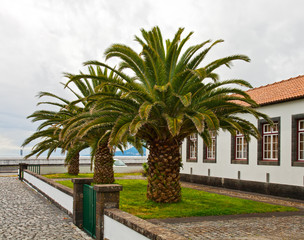 Fototapeta premium palm trees near the house