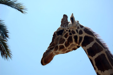 Giraffe