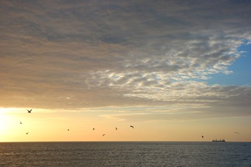 Gaviotas y transatlántico