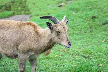 Capricorn   (Capra ibex)