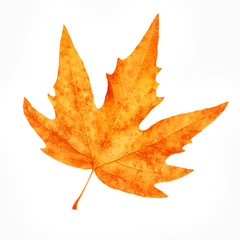 Dry maple leaf
