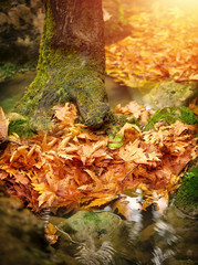 Beautiful autumn forest