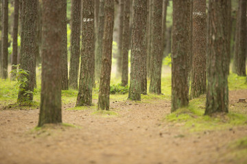 Forest - pine trunks