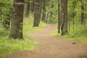 Forest - pine trunks