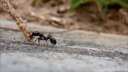 working ants