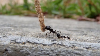 working ants
