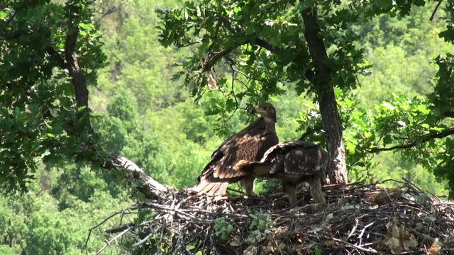 Imperial eagle feed chicks in the nest. Juvenile eagles eating small mammal in the nest.