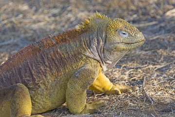 Galapagos Land Iguana