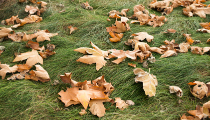 autumn or fall season in the park.