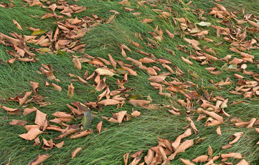 autumn or fall season in the park.