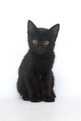 Black kitten isolated