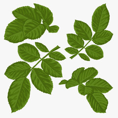 Naklejka na ściany i meble set of beautiful green leaves isolated on white.