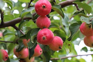 Красные яблоки